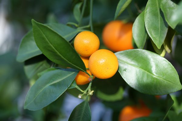 Calamondin