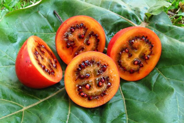 Tamarillo dietfresh