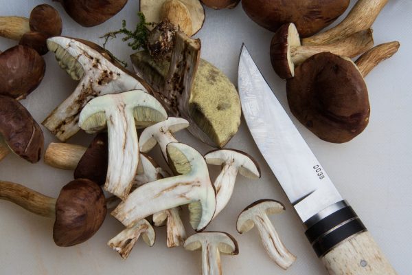 boletus dietfresh