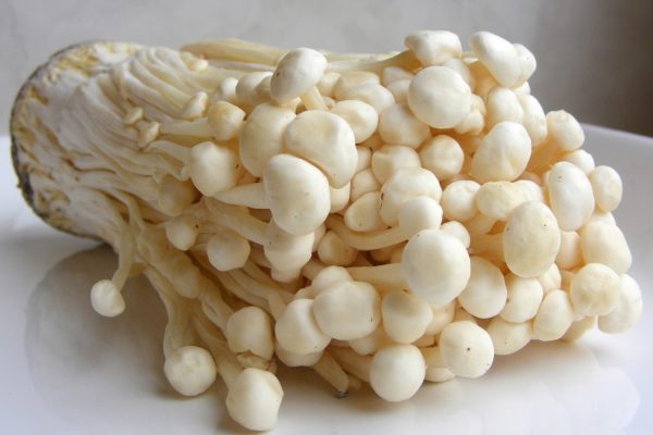 enoki dietfresh