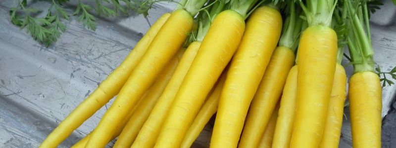 zanahoria-amarilla-dietfresh