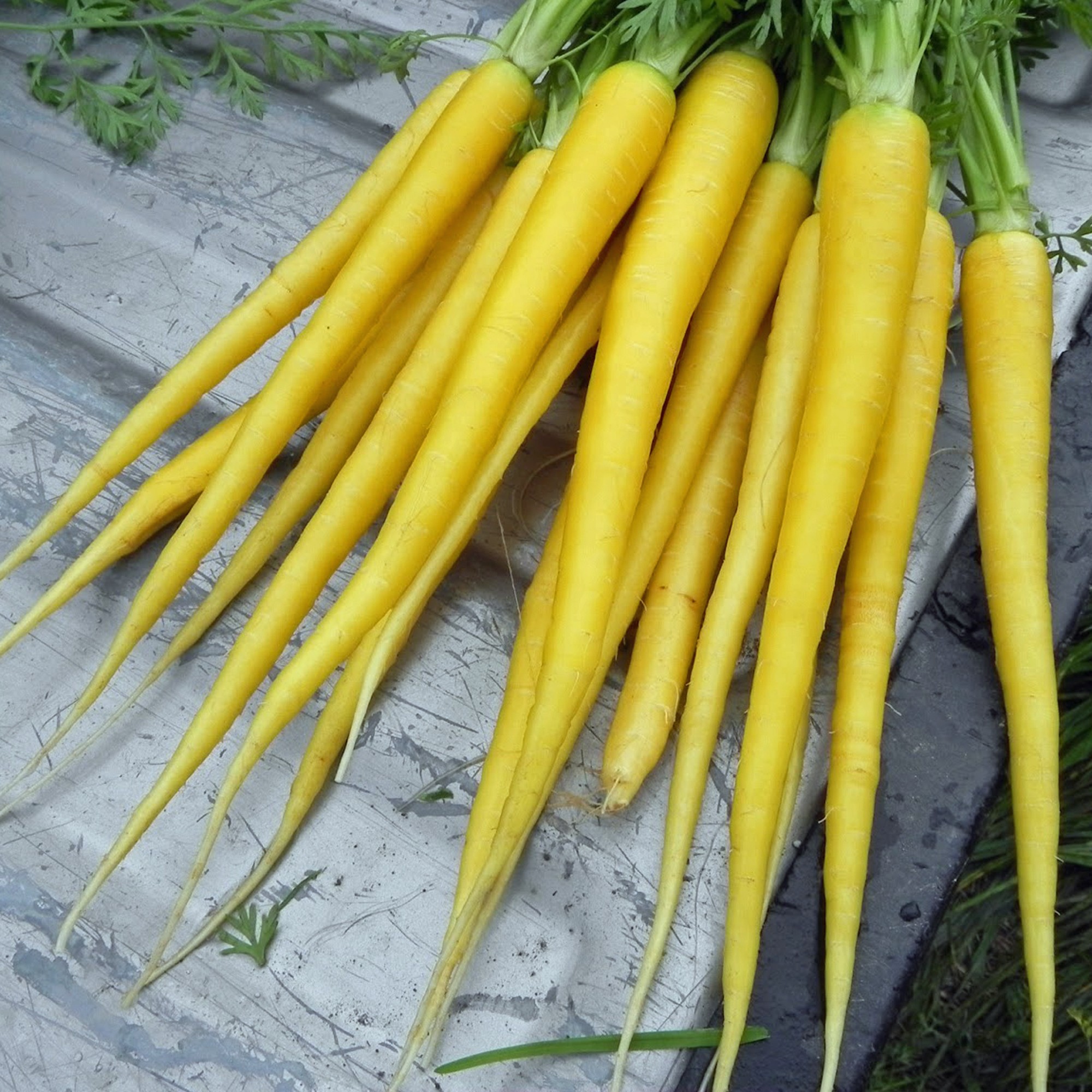 zanahoria-amarilla-dietfresh